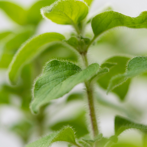 The discreet potential of natural flavors: how to master taste, perceived freshness and sensory consistency in food products