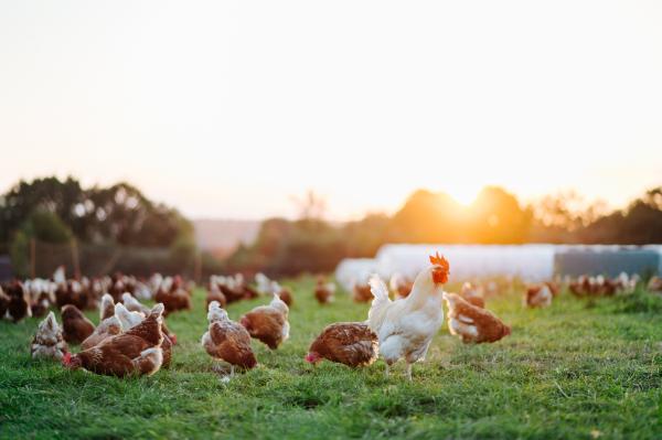 Galactic feed animals chickens food