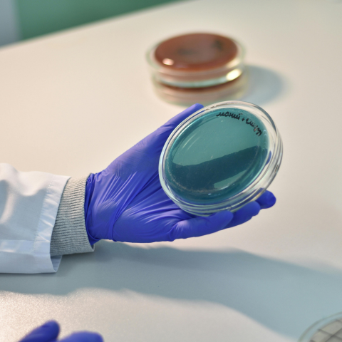 Galactic, lab, antimicrobials, safety, shelf-life, microbial stability, bacteriocins