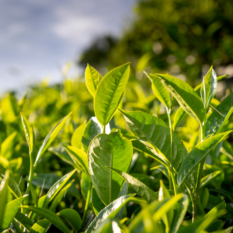 green tea extraction technology, catechins EGCG food application, clean label flavor solutions, water-soluble plant extracts, Galactic infusion technology, natural food preservation, tea polyphenols antioxidants, herb and spice extraction, clean label ingredient innovation, L-theanine food application, patented extraction method, Galactic flavor products